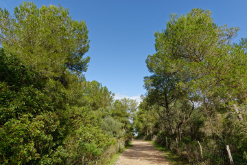 Fototapeta na wymiar Kiefernwald bei Finca Son Real, Mallorca, Spanien