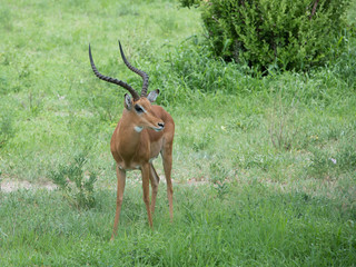 Male gazelle buck stag with long spiral twisted horns in Tanzania, Africa