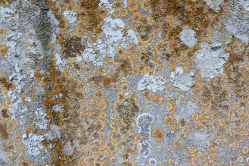 Moss and Lichen Growing on Concrete