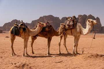Camels in Wadi Rum desert in Jordan