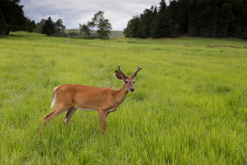 Naklejka na ściany i meble Beautiful young red deer standing in high grass in field, with trees and cloudy sky in the background
