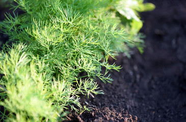 Fresh Organic Garden Dill Herb in Soil