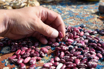 Mans Hand Inspecting Runner Beans Seed