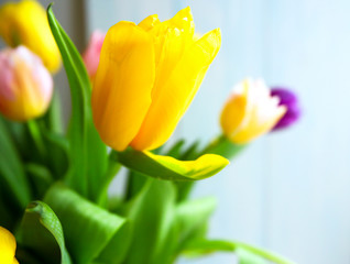 spring fresh bouquet of colorful beautiful yellow and pink tulips