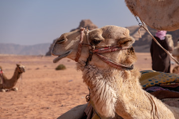 Dromedar camels in Wadi Rum desert in Jordan