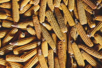 yellow corns after harvest lying down on a floor.