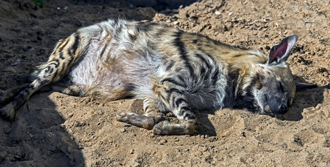 Sleeping striped hyena. Latin name - Hyaena hyaena
