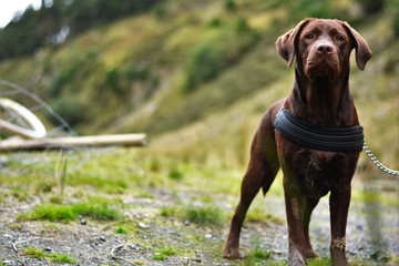 chocolate labrador walking through welsh landscape