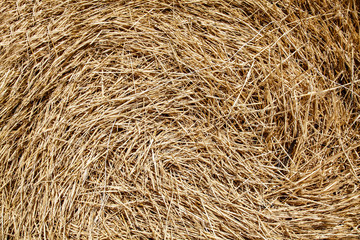 Closeup view on wheat straw in summer time.