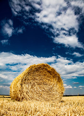 yellow wheat straw on field in summer time.