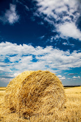 yellow wheat straw on field in summer time.