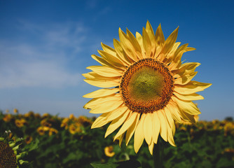 Classic sunflower and field on blue sky background.