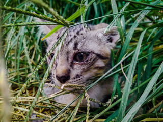 Cats are sick in clump of grass