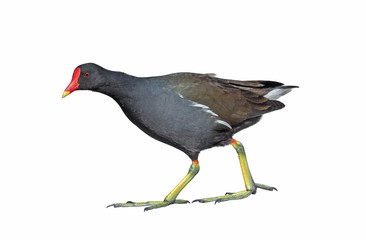 Moorhen (Gallinula chloropus), isolated on white background