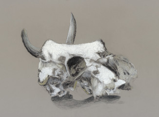 Drawing of cattle skull on grey background