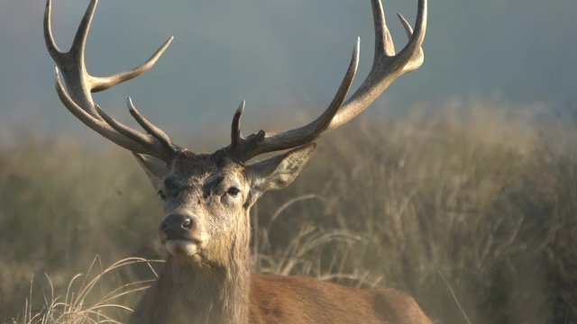 red deer in the wild