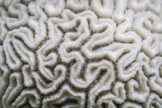 Coral close-up looking like the inside of human brain