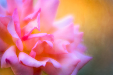 Soft focus closeup image of pink rose