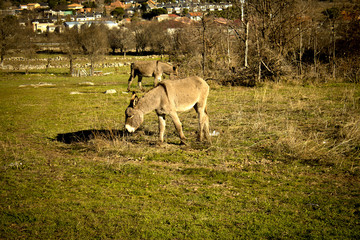 Donkey in the field. Species in extinction