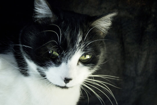 Black and white cat with immunodeficiency