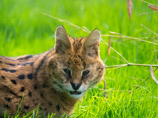 Serval
