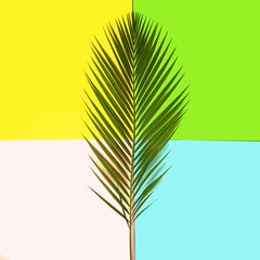 Tropical green palm leaves on colorful bright yellow green blue pink background. Minimal nature summer concept. Top view, flat lay
