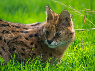 Serval