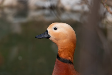 The posing Duck