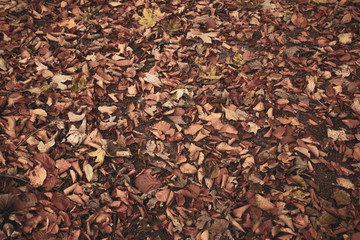 Texture leafs