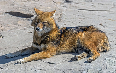 Fototapeta premium Golden jackal on the ground. Latin name - Canis aureus 