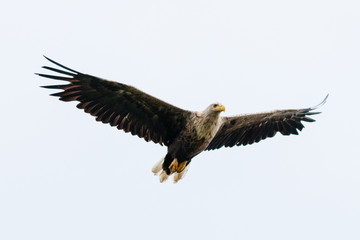 Seeadler