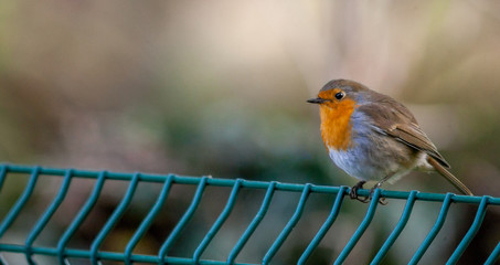 rouge-gorge
