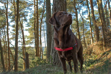 A brown chocolate laborador standing in the forest