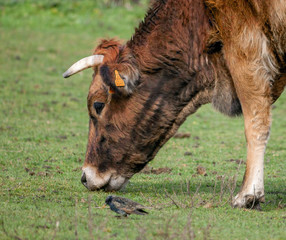 vache d'Aquitaine