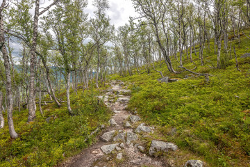 Fototapeta na wymiar Path through mountain birches