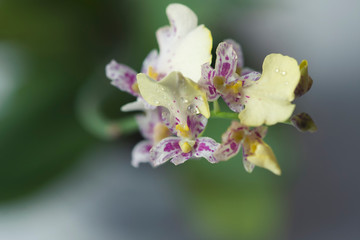 Beautiful closeup of an orchid White Oncidium Twinkle mini orchid.
