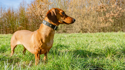 Beautiful dachshund on the green grass looking very attentive on a wonderful and sunny day in the...