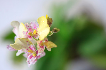 Beautiful closeup of an orchid White Oncidium Twinkle mini orchid.