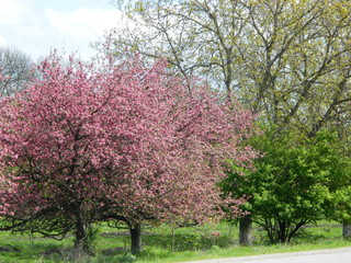 Fototapeta premium Blossoming cherry by the road