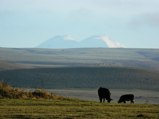 Cows graze in the field, and in the background mount Elbrus - the highest mountain in Europe.    