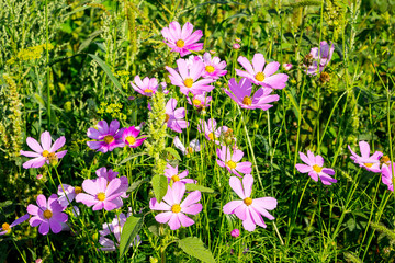 Obraz na płótnie Canvas Pink kosmeya grow in the garden in clear, sunny weather
