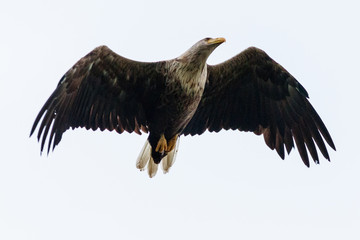 Seeadler