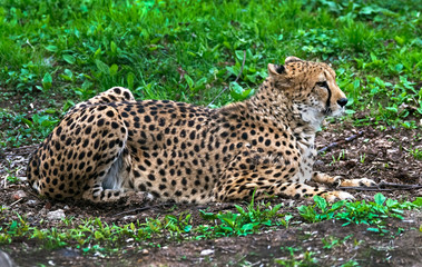 Cheetah on the lawn. Latin name - Acinonyx jubatus