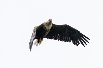 Seeadler