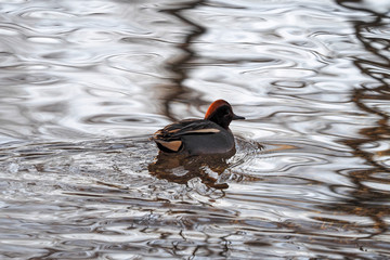 Sarcelle d'hiver (Anas crecca) ou sarcelle européenne au plumage colorié