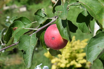 apple on tree