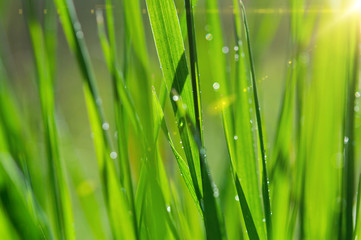 Fresh green spring grass with dew.