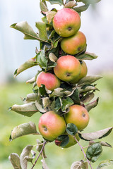 On the branch of apple mature delicious juicy apples_