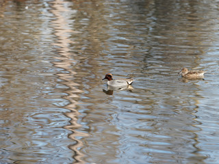 Couple de Sarcelle d'hiver (Anas crecca)