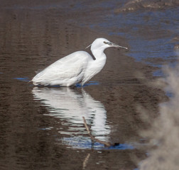 aigrette garzette